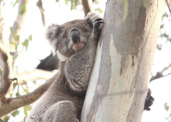 3 year old adult male koala You Yangs 2023