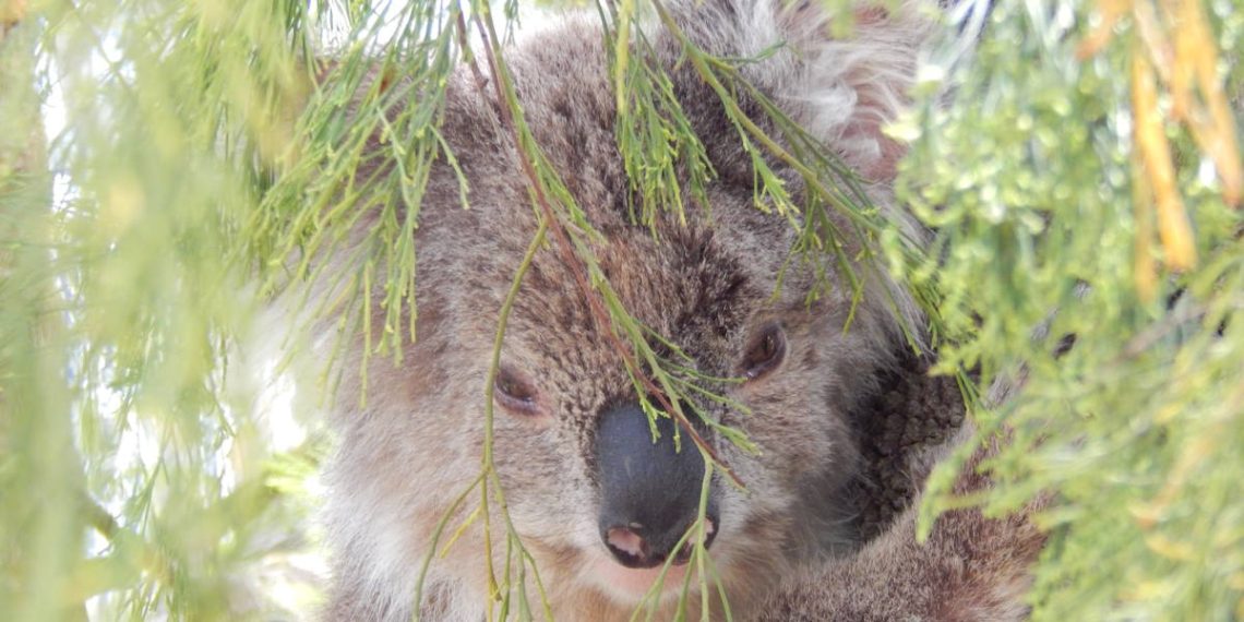 koala in Native Cherry