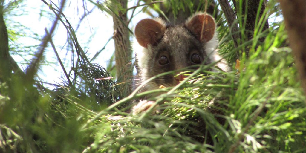 Ringtail Possum Cherry Ballart