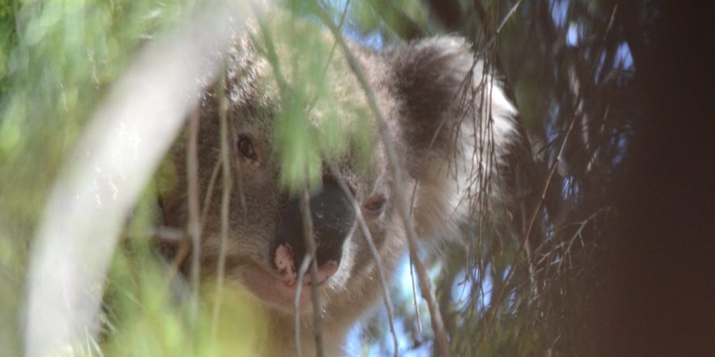Cherry Ballart koala