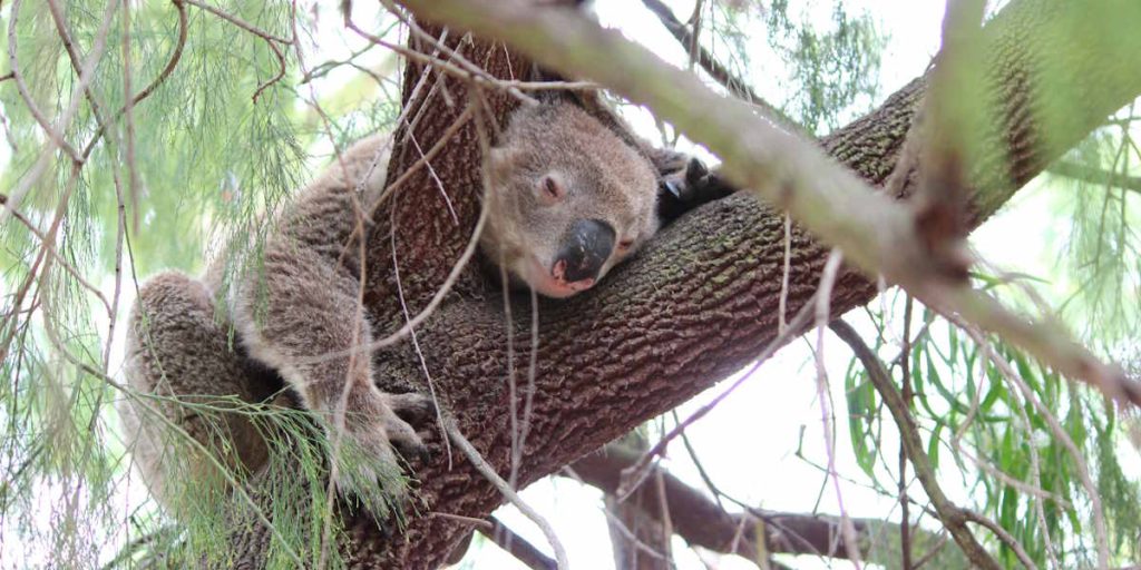 Cherry Ballart koala