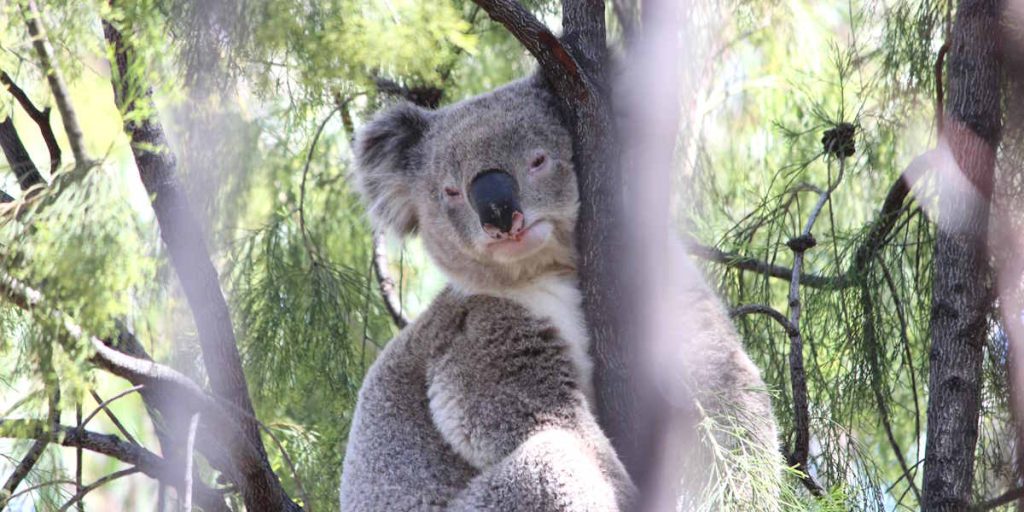 koala Exocarpos cupressiformis