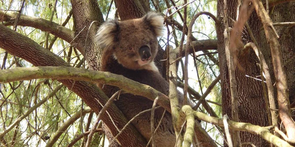 Native Cherry Non-food trees koalas