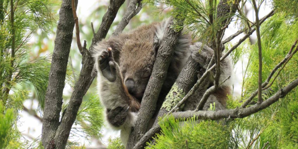 koala Exocarpos cupressiformis