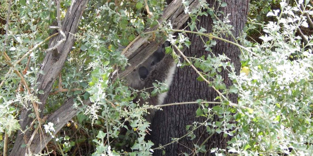 Saltbush Non-food trees koalas