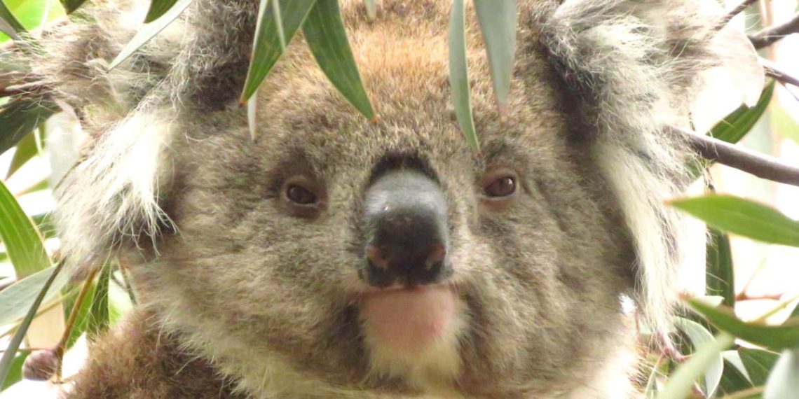 koala female Lakorra