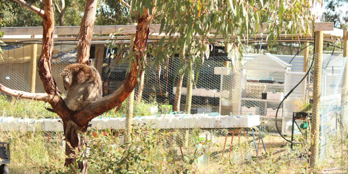 koala tree nursery 2024