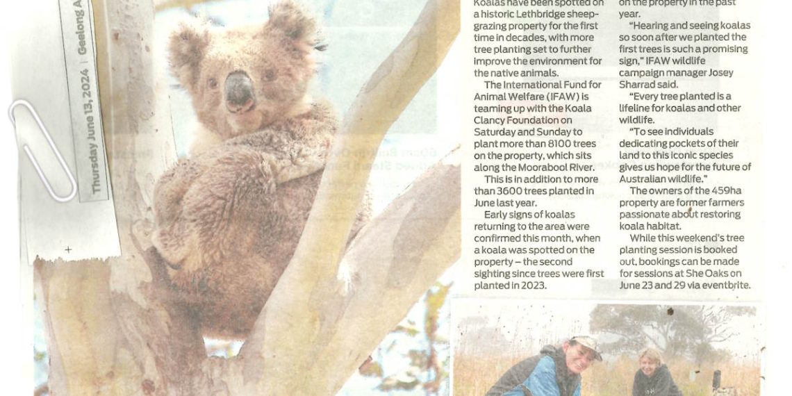 KOALA clancy article Geelong Advertiser June 2024
