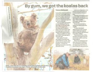 KOALA clancy article Geelong Advertiser June 2024