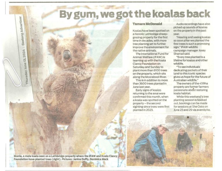 KOALA clancy article Geelong Advertiser June 2024
