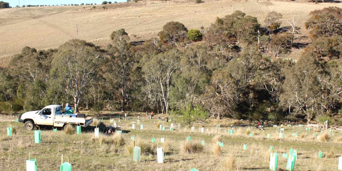 updates tree planting koalas 2024