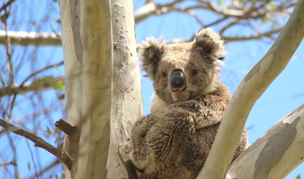 koala sighted on tree planting site ifaw