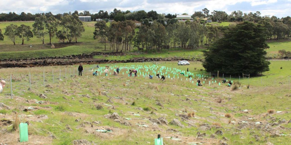 before tree planting