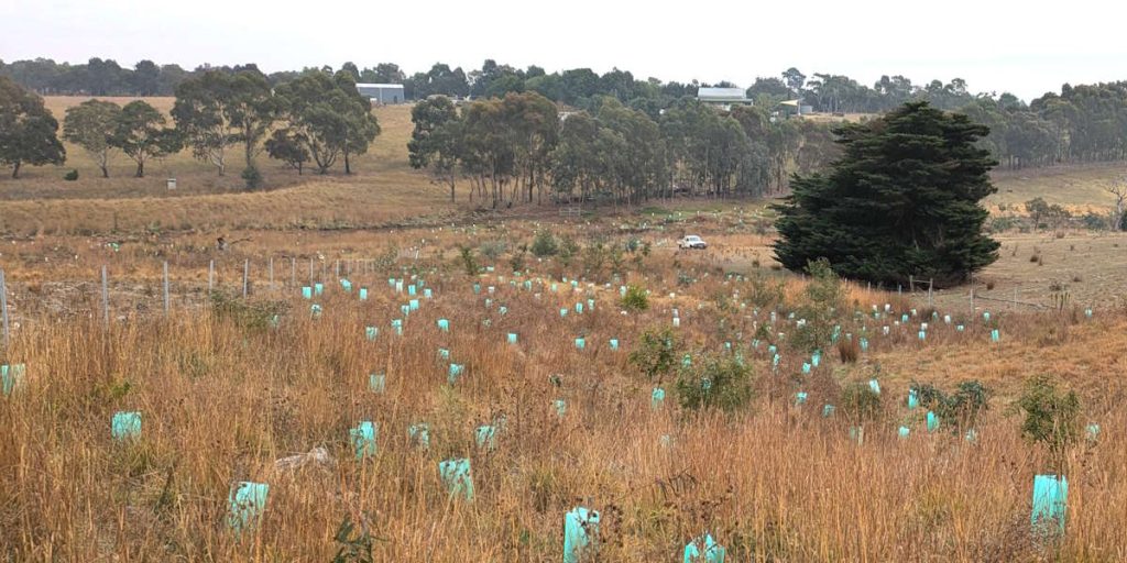 tree planting progress 2 years later