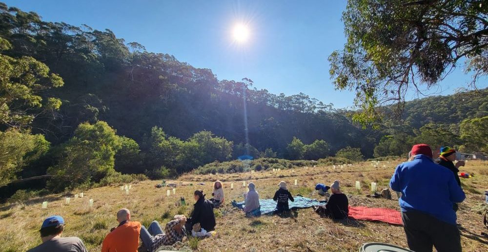 Tree Planting to Help Koalas: Unforgettable Experience Near Melbourne, Victoria