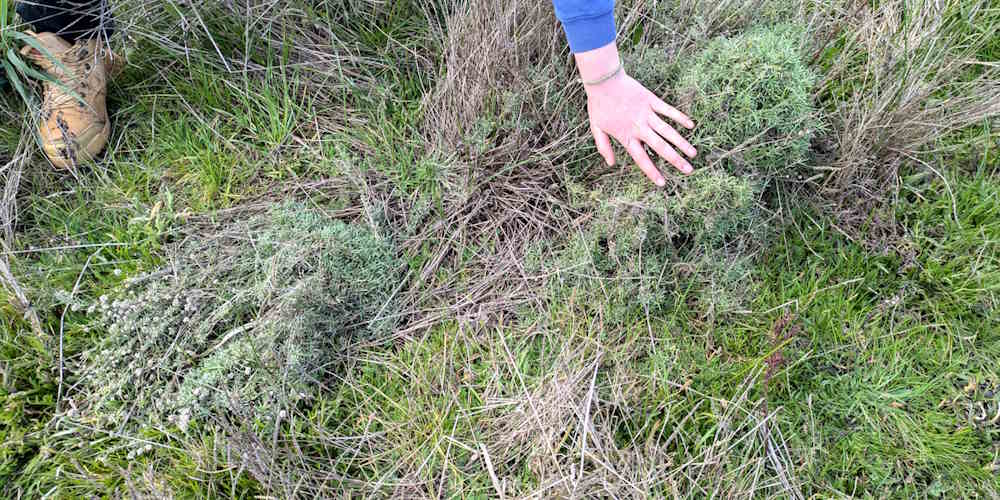 Milky Beauty-heads tree planting site