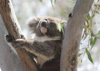 cute koala looking into sun