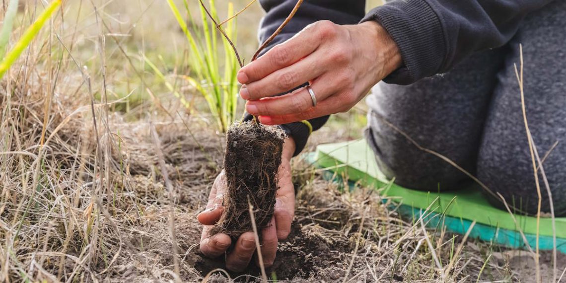 tree roots hands planting for koalas