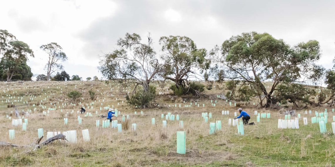 tree planting hillside victoria