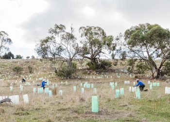 tree planting hillside victoria