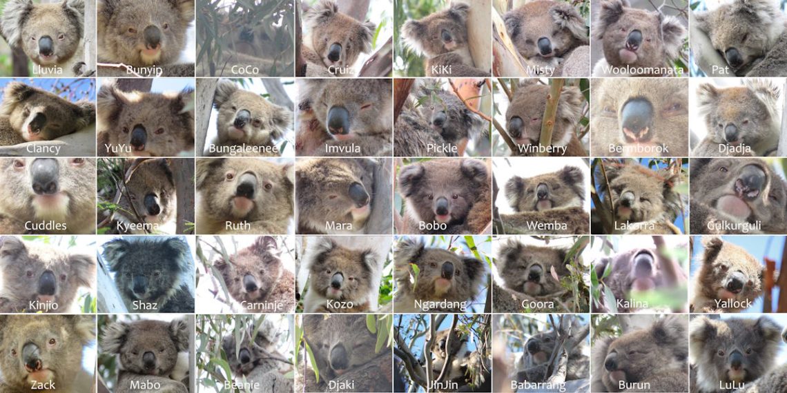 koala noses markings patterns