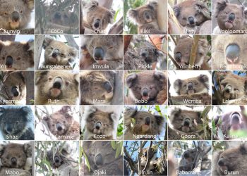 koala noses markings patterns
