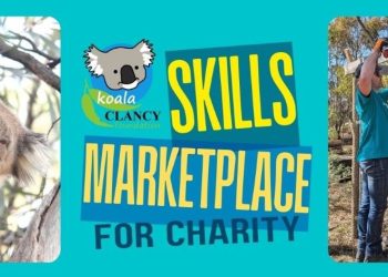 Volunteer Your Skills to Help Koalas, From Home or Work