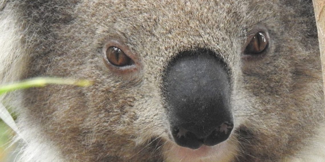 closeup koala eyes