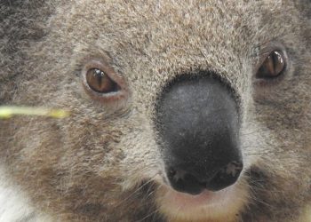 closeup koala eyes