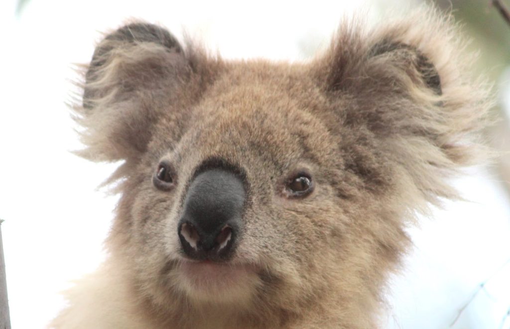 female koala eyes looking nervous