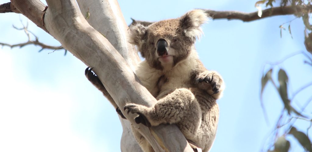 koala blue sky hands out