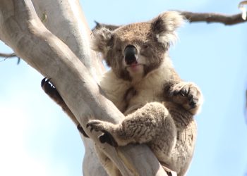 koala blue sky hands out