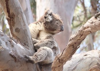 koala looking shocked