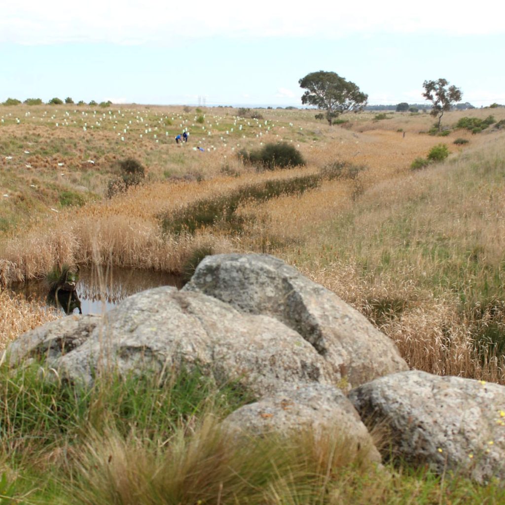 little river victoria denuded of trees