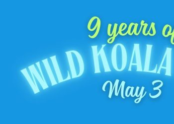 wild koala day 2025