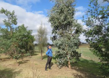 3 year old koala forest