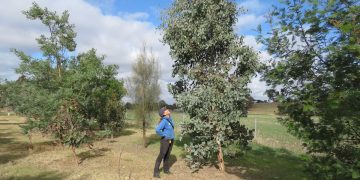3 year old koala forest