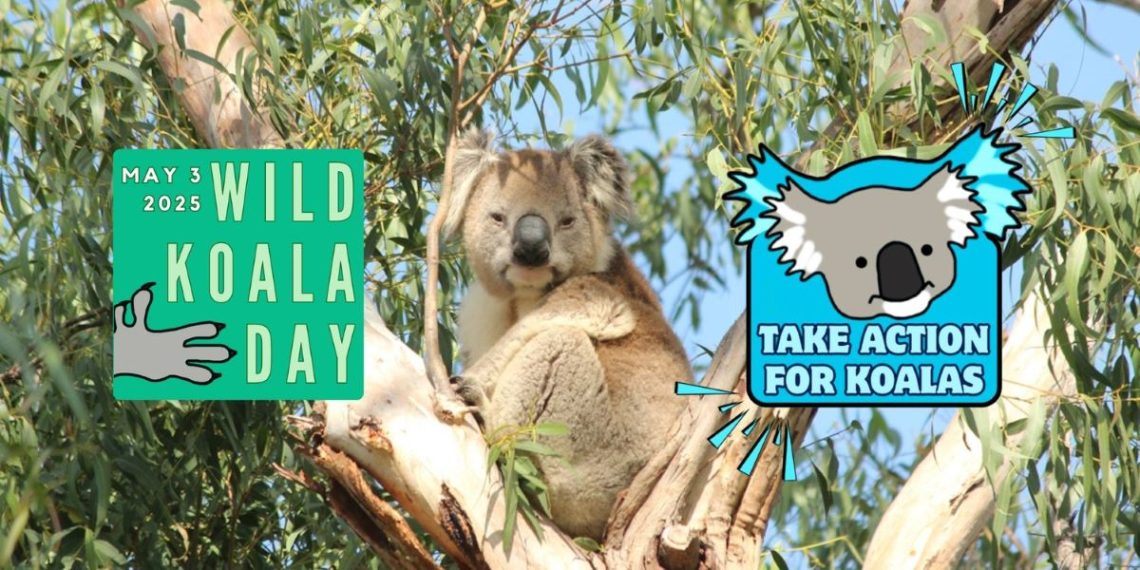 5 Actions to Help Koalas on Wild Koala Day
