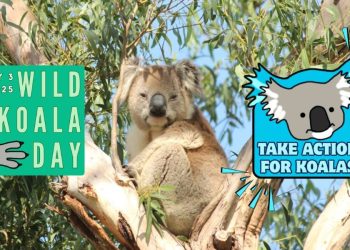 5 Actions to Help Koalas on Wild Koala Day