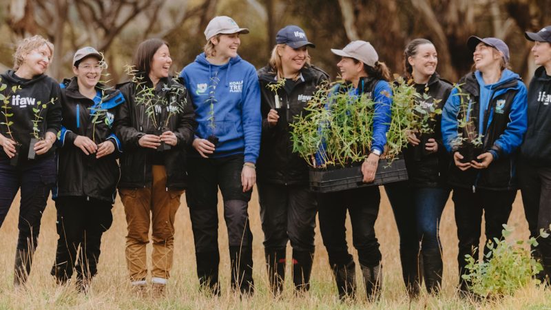 organisation tree planting