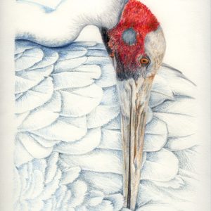 “Brolga Preening” – limited edition print