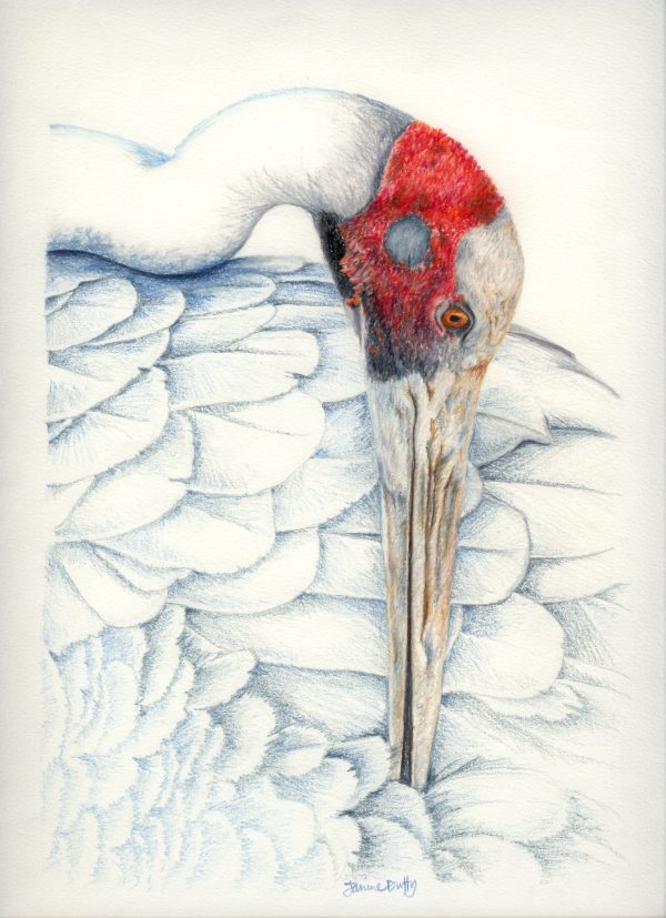 "Brolga Preening" - limited edition print