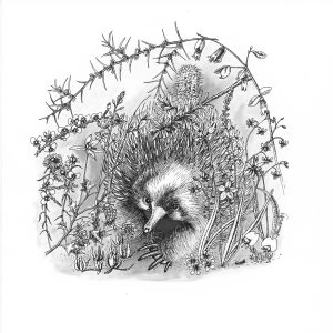 “Echidna in the Wildflowers” black and white print