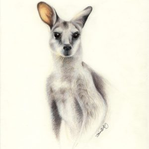 “The Sentry” Kangaroo limited edition print