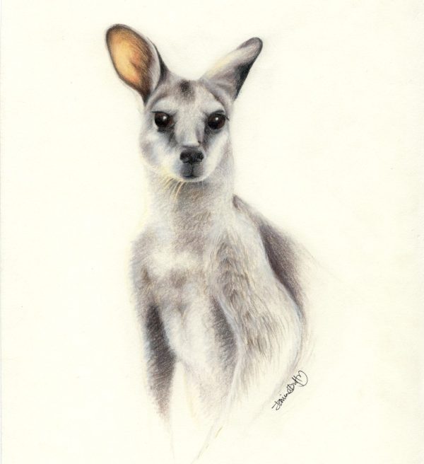 "The Sentry" Kangaroo limited edition print