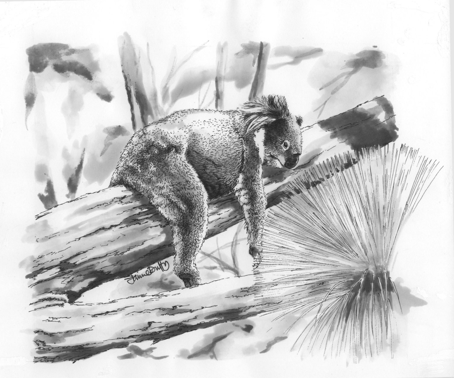 Male Koala black and white print Koala Clancy Foundation