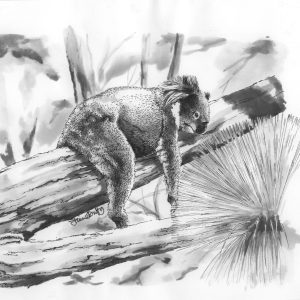 Male Koala – black and white print