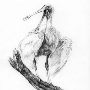 Spoonbill – black and white print