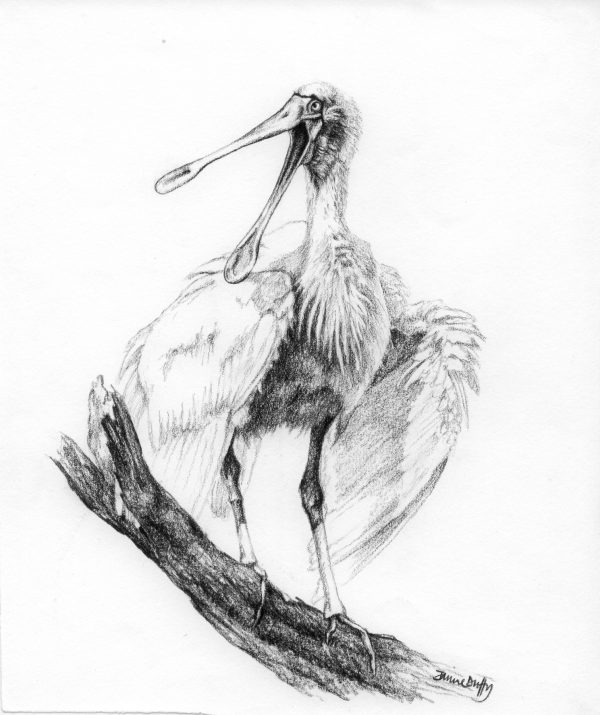 Spoonbill