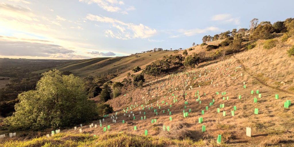 planting hope for koalas